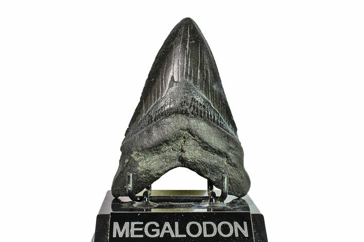 Fossil Megalodon Tooth - Georgia #151576